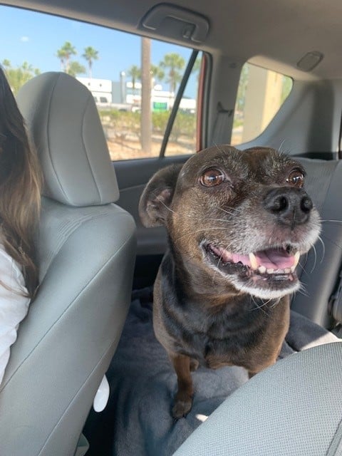 brownie tortoise and hare software