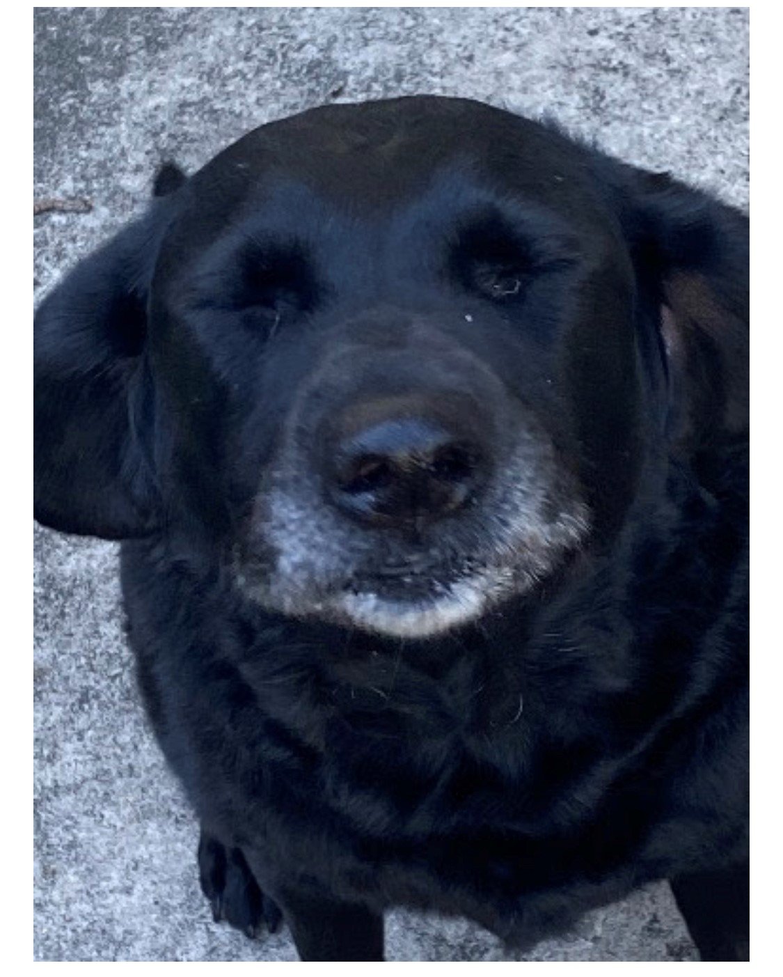 sadie bear tortoise and hare software