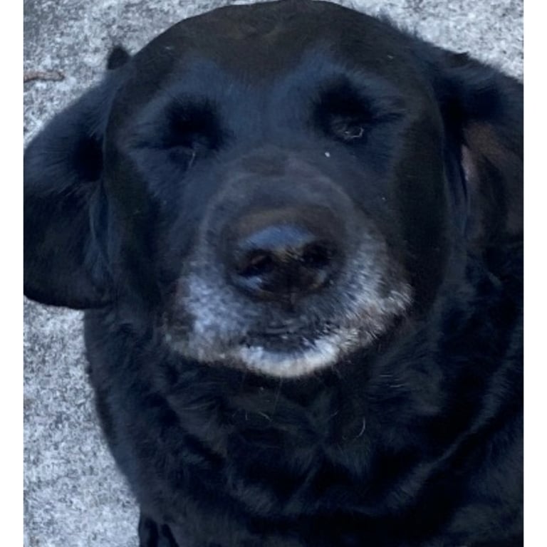 sadie pic sadie bear tortoise and hare software